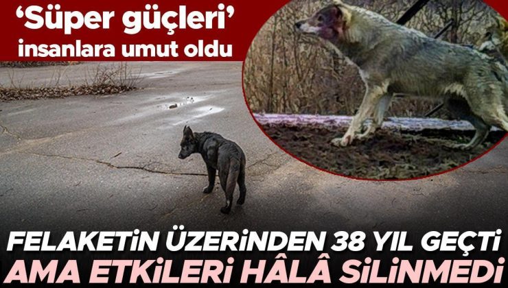 Felaketin üzerinden 38 yıl geçti ama etkileri hâlâ silinmedi… Kurtların ‘süper güçleri’ insanlar için umut oldu