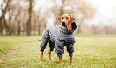 The Pet ile Köpek Kıyafeti ve Kedi Kıyafeti Seçenekleri